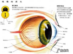 猫咪眼中的国际是绿色的 你知道吗