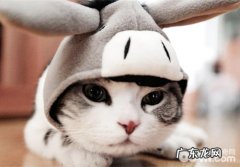 激光笔逗猫的几个注意事项