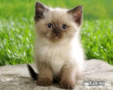 喜马拉雅猫维护常识介绍