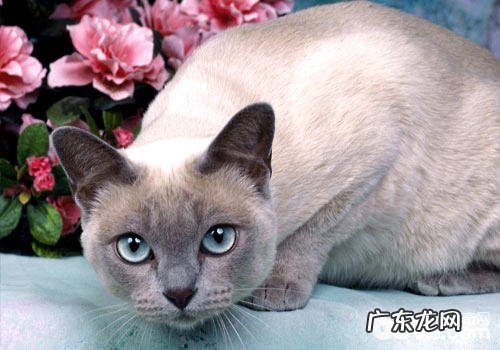 总被猫咪惊醒?教你防止猫咪上床方法