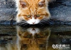 猫咪的古怪：喝脏水？