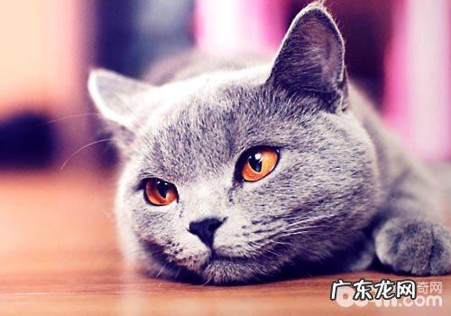 哪些养分要素是猫咪有必要的?