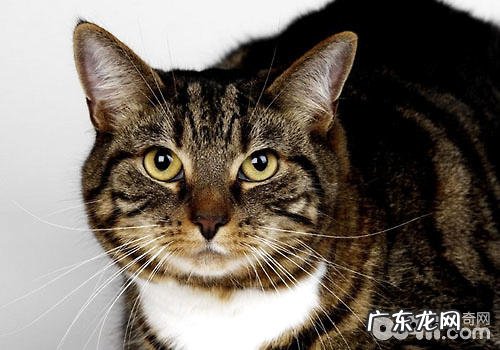 狸花猫养殖的误区你知道吗?