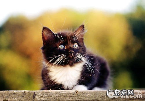 猫咪发情用避孕药?