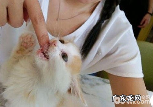 你的手指对猫咪有特别的吸引力?