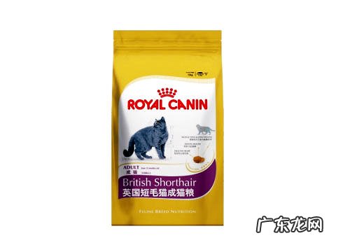 英国短毛猫正确的养殖方法是什么?