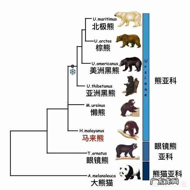 狗熊,棕熊,黑熊,北极熊四个熊有什么区别?
