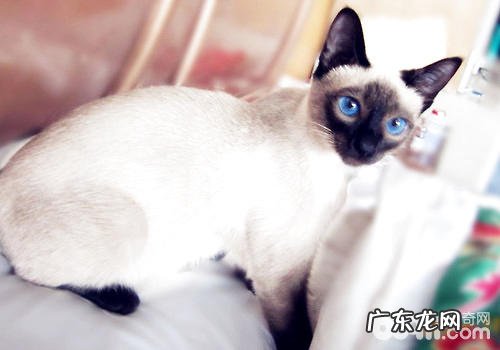 暹罗猫聪明么?