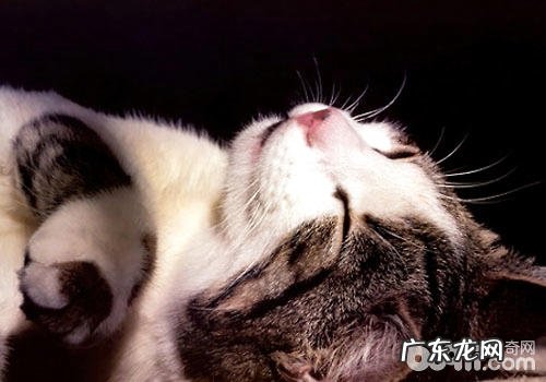 猫咪也爱吃蔬菜?