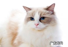 布偶猫为什么那么贵？