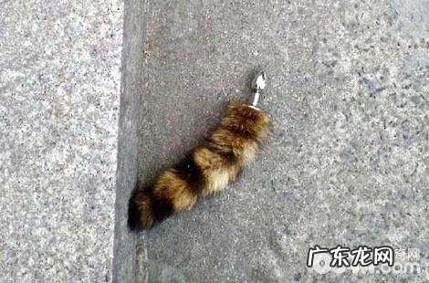 为什么会给猫咪断尾?