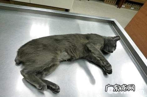 为什么会给猫咪断尾?