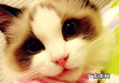 擦亮眼睛，选到满足布偶猫