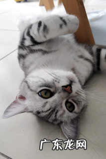 猫驱虫攻略来喽!新手怎么正确地给猫驱虫?