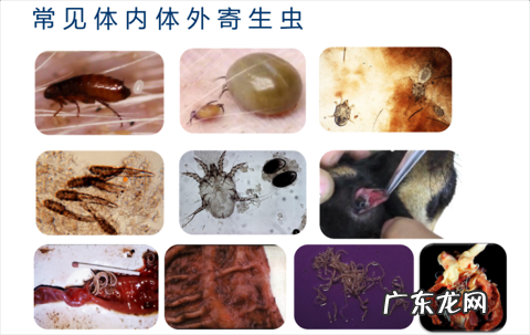 猫驱虫攻略来喽!新手怎么正确地给猫驱虫?