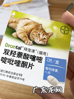 猫驱虫攻略来喽!新手怎么正确地给猫驱虫?
