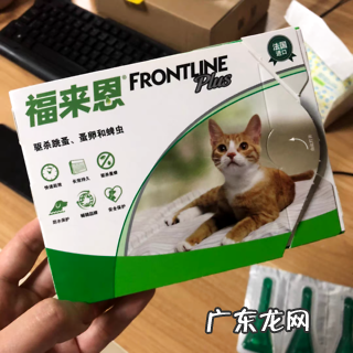 猫驱虫攻略来喽!新手怎么正确地给猫驱虫?
