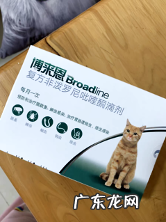 猫驱虫攻略来喽!新手怎么正确地给猫驱虫?