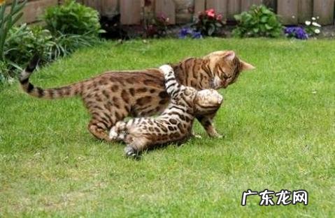 怎么练习孟加拉豹猫,谈一谈你的观点呢?