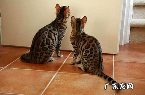 怎么练习孟加拉豹猫,谈一谈你的观点呢?