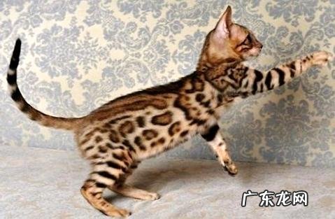 怎么练习孟加拉豹猫,谈一谈你的观点呢?