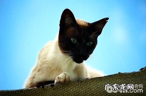 暹罗猫为什么会变色？