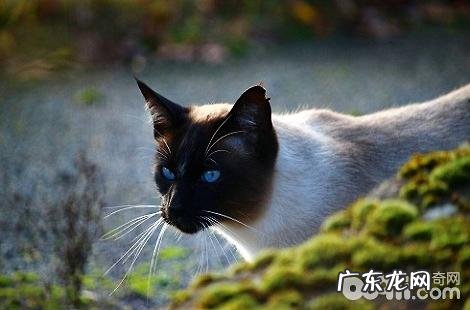 暹罗猫返祖和品相问题怎样区别?