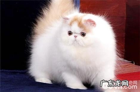 波斯猫耳朵上的毛发是能够剪的吗?