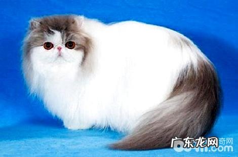 波斯猫耳朵上的毛发是能够剪的吗?