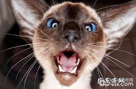 暹罗猫为什么肚子上的毛发会变黑?