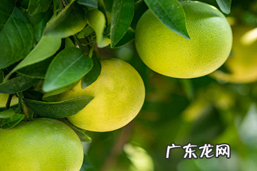 淘宝直播老是卡是什么原因？为何无法点赞？