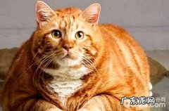 橘猫在冬季的时分需求穿衣服吗？