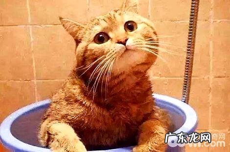 橘猫在冬季的时分需求穿衣服吗?