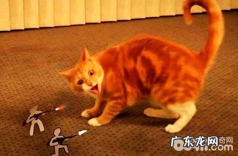 橘猫在冬季的时分需求穿衣服吗?