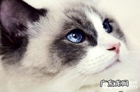 被布偶猫咬伤破皮了怎么办?