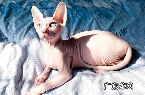 无毛猫一个月能吃多少猫粮?需要花多少钱?