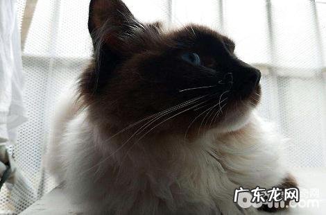买布偶猫需求购买多大年纪的比较好?