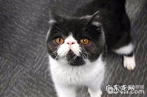 加菲猫一个月的生活费需求多少钱?