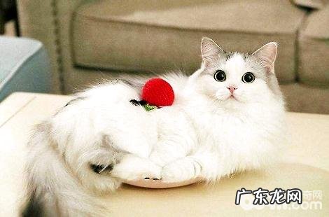 传闻布偶猫长的体型比狗还大？