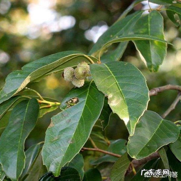 野菜,农村很多人叫猪舌头的菜,营养价值高嘛?