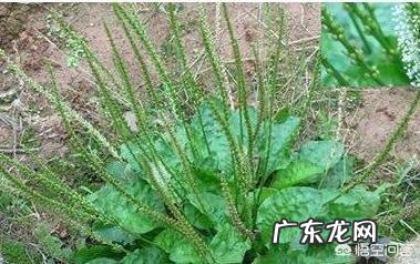 野菜,农村很多人叫猪舌头的菜,营养价值高嘛?