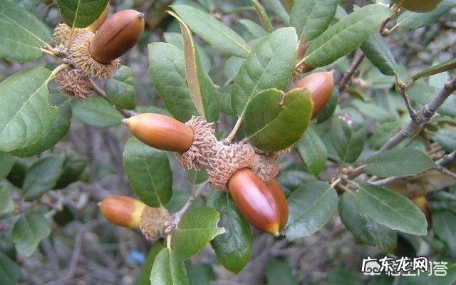 野菜,农村很多人叫猪舌头的菜,营养价值高嘛?