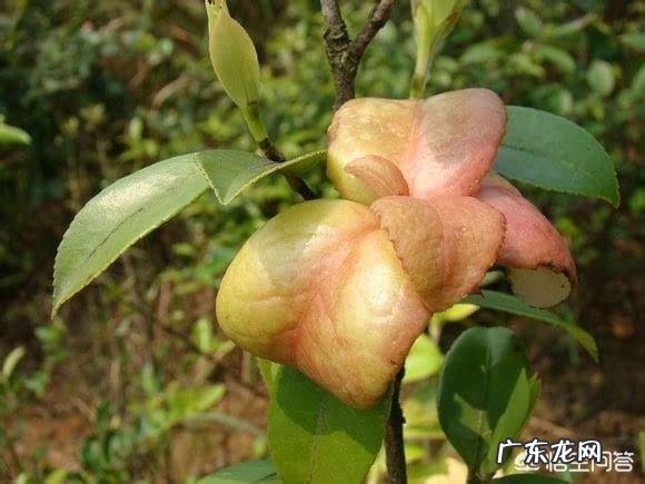 野菜,农村很多人叫猪舌头的菜,营养价值高嘛?