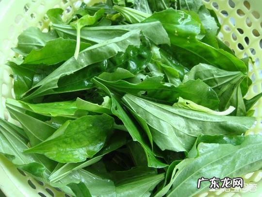 野菜,农村很多人叫猪舌头的菜,营养价值高嘛?