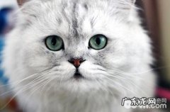 金吉拉呈现软便的状况，怎样处理？