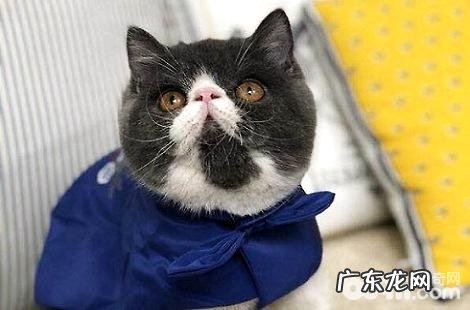 异国短毛猫真的会气愤吗?