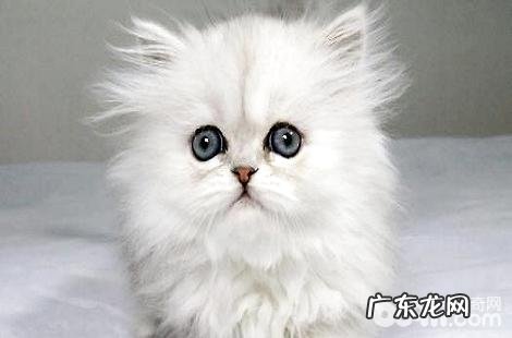 要怎样给猫咪挑选猫砂和猫厕所?