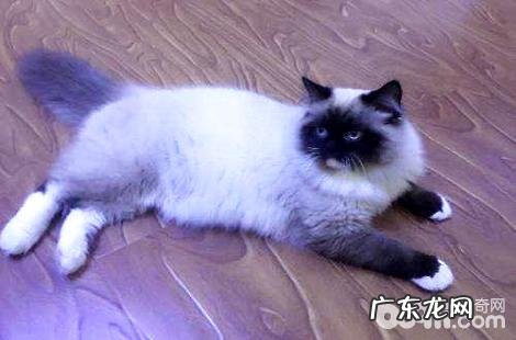 布偶猫会跳楼吗?为什么会跳楼?