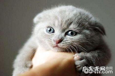 小奶猫还没长牙的时分能够吃什么?