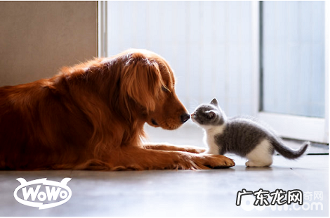 WOWO猫粮: 选猫粮只盯着排名看?合适自家猫咪的才是好的